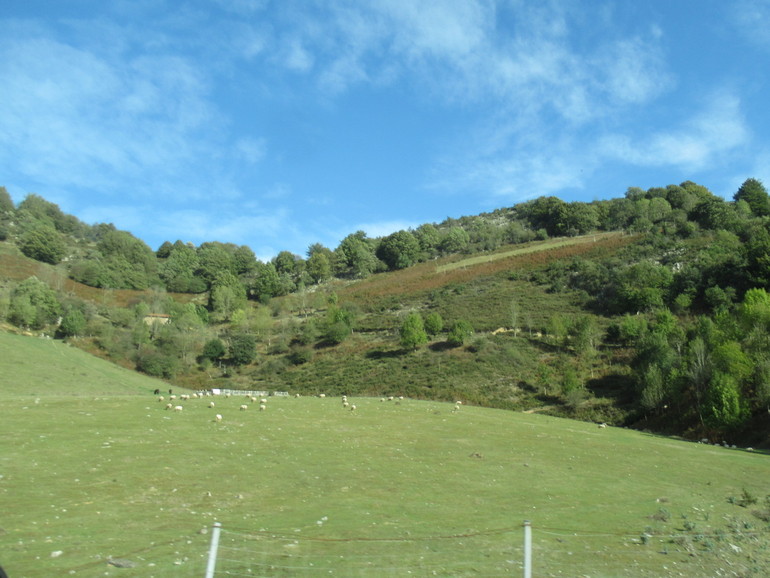 Glooiende velden met schapen